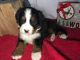 Bernese Mountain Dog Puppies for sale in Leo-Cedarville, IN, USA. price: $875