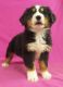 Bernese Mountain Dog Puppies for sale in IA-22, Riverside, IA 52327, USA. price: $1,100