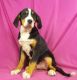 Bernese Mountain Dog Puppies for sale in IA-22, Riverside, IA 52327, USA. price: $750