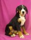 Bernese Mountain Dog Puppies for sale in IA-22, Riverside, IA 52327, USA. price: $900
