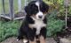 Bernese Mountain Dog Puppies for sale in New York, NY, USA. price: NA