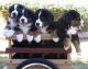 Bernese Mountain Dog Puppies for sale in Birmingham, AL, USA. price: NA