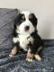 Bernese Mountain Dog Puppies for sale in Walnut Creek, OH 44681, USA. price: $1,500