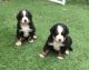 Bernese Mountain Dog Puppies for sale in Phoenix, AZ, USA. price: $400