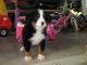 Bernese Mountain Dog Puppies for sale in Cincinnati, OH, USA. price: NA