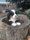 Bernese Mountain Dog Puppies for sale in New Haven, IN, USA. price: $1,500