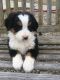Bernese Mountain Dog Puppies for sale in New Haven, IN, USA. price: $1,500