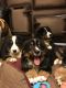 Bernese Mountain Dog Puppies for sale in Chicago, IL, USA. price: $700