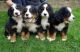 Bernese Mountain Dog Puppies for sale in Jersey City, NJ, USA. price: NA