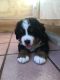 Bernese Mountain Dog Puppies for sale in Redding, CT 06896, USA. price: $2,200