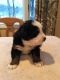 Bernese Mountain Dog Puppies for sale in Redding, CT 06896, USA. price: $2,200