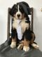 Bernese Mountain Dog Puppies for sale in Walnut Creek, OH 44681, USA. price: NA