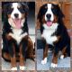 Bernese Mountain Dog Puppies for sale in Ogden, UT, USA. price: $2,000