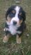 Bernese Mountain Dog Puppies for sale in Elk, WA 99009, USA. price: $1,200