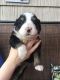 Bernese Mountain Dog Puppies for sale in Cleveland, OH, USA. price: $960