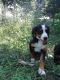 Bernese Mountain Dog Puppies for sale in Copemish, MI 49625, USA. price: NA