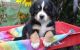 Bernese Mountain Dog Puppies for sale in Canal Winchester South Rd, Canal Winchester, OH 43110, USA. price: NA