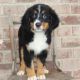 Bernese Mountain Dog Puppies for sale in Newport Beach, CA, USA. price: $2,000