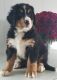 Bernese Mountain Dog Puppies for sale in Loudonville, OH 44842, USA. price: NA