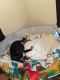 Bernese Mountain Dog Puppies for sale in Nokomis, IL 62075, USA. price: $1,500