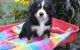 Bernese Mountain Dog Puppies for sale in California St, Watertown, MA 02472, USA. price: $400