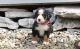 Bernese Mountain Dog Puppies for sale in Petaluma, CA 94953, USA. price: $650