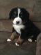 Bernese Mountain Dog Puppies for sale in Enon, OH 45323, USA. price: $1,500