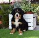 Bernese Mountain Dog Puppies for sale in Queen St W, Toronto, ON, Canada. price: $800