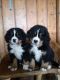 Bernese Mountain Dog Puppies for sale in Cleveland, OH, USA. price: $700