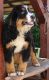 Bernese Mountain Dog Puppies for sale in Queen City, MO 63561, USA. price: NA