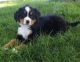 Bernese Mountain Dog Puppies for sale in Charleston, SC, USA. price: $600
