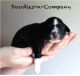 Bernese Mountain Dog Puppies for sale in Kimball, MI 48074, USA. price: NA