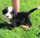 Bernese Mountain Dog Puppies for sale in Gilman City, MO 64642, USA. price: $800