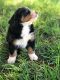 Bernese Mountain Dog Puppies for sale in Norman, OK, USA. price: $1,500