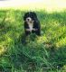 Bernese Mountain Dog Puppies for sale in Norman, OK, USA. price: NA