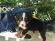 Bernese Mountain Dog Puppies for sale in Miami, FL 33184, USA. price: $400
