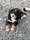 Bernese Mountain Dog Puppies for sale in Arlington, WA, USA. price: NA