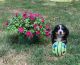 Bernese Mountain Dog Puppies for sale in Jeffersonton, VA 22724, USA. price: $1,800