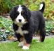 Bernese Mountain Dog Puppies for sale in Portland, OR, USA. price: NA