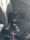 Bernese Mountain Dog Puppies for sale in La Puente, CA, USA. price: $250