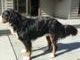 Bernese Mountain Dog Puppies for sale in Oscoda, MI, USA. price: NA