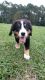 Bernese Mountain Dog Puppies for sale in Kingsland, GA, USA. price: NA
