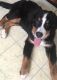 Bernese Mountain Dog Puppies for sale in Tuckerton, NJ 08087, USA. price: NA