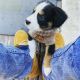 Bernese Mountain Dog Puppies for sale in Griffin, GA, USA. price: $1,250