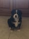 Bernese Mountain Dog Puppies for sale in Weirton, WV 26062, USA. price: $1,500
