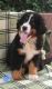 Bernese Mountain Dog Puppies for sale in Hansville, WA, USA. price: $400