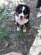 Bernese Mountain Dog Puppies for sale in 388 Boynton Rd, Kaysville, UT 84037, USA. price: $1,900