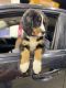 Bernese Mountain Dog Puppies for sale in Dublin, OH, USA. price: $1,300