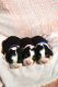 Bernese Mountain Dog Puppies for sale in Lakeville, OH 44638, USA. price: $4,500