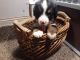 Bernese Mountain Dog Puppies for sale in Goshen, IN, USA. price: NA